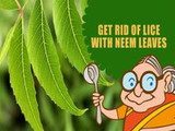 How to Kill Lice Naturally with Neem