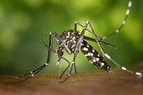 Why should you protect against mosquitoes?