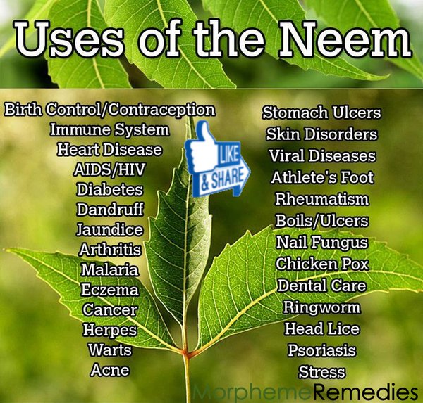 10 facts about neem tree picture