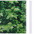  Garden Privacy Screen PVC 229.7'x0.6'Green A949-147850