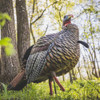 AVIAN X HDR JAKE TURKEY DECOY
