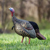 AVIAN X HDR JAKE TURKEY DECOY