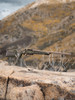 CHRISTENSEN ARMS EVOKE 6.5 PRC 22" RIFLE