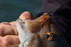 6TH SENSE FISHING DROP SHOT HOOK