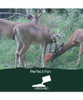 RECORD RACK BIG ANTLER MINERAL BAM BLOCK 30LB