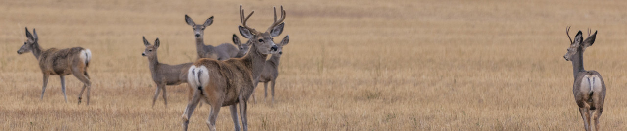 Whitetail