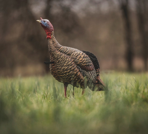 AVIAN X HDR JAKE TURKEY DECOY AVIAN X HDR JAKE TURKEY DECOY