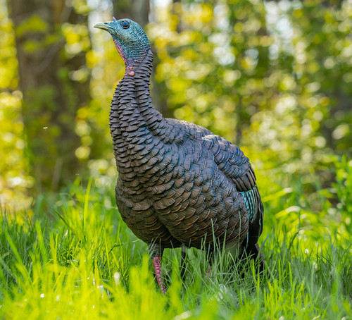 AVIAN X HDR HEN TURKEY DECOY AVIAN X HDR HEN TURKEY DECOY