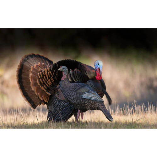 HIGDON OUTDOORS HARD BODY UPRIGHT HEN TURKEY DECOY