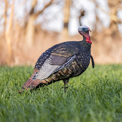 AVIAN-X LCD JAKE QUARTER-STRUT JAKE TURKEY DECOY AVIAN-X LCD JAKE QUARTER-STRUT JAKE TURKEY DECOY