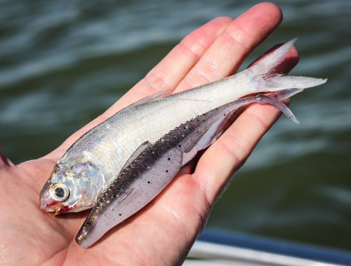 6TH SENSE FISHING FLUSH 5.2 SOFT JERKBAIT