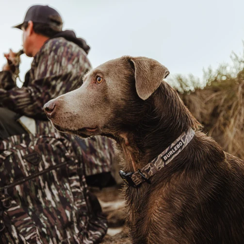 chocolate lab wearing the burlebo dog collar in gauge camo pattern while hunting with owner.