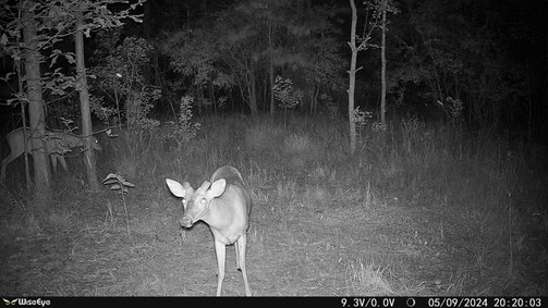 WISE EYE MINI CAM 2 GAME CAMERA