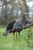 AVIAN X HDR HEN TURKEY DECOY