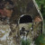 BARRONETT BLINDS BIG CAT HEAVY-DUTY POP UP BLIND