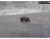 AGM CLOBAL VISION RATTLER TS25-384 THERMAL SCOPE