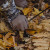 BARRONETT BLINDS HI-FIVE POP UP BLIND
