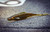 6TH SENSE FISHING FLUSH 5.2 SOFT JERKBAIT