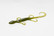 Zoom Bait Company Lizard 6 inch soft plastic bait. Color is Watermelon Seed.