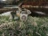lifestyle image of grey turtlebox cub speaker sitting on the tailgate of a truck that shows a turkey hunter and his harvest in the bed of the truck as well.
