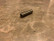 CUTTER STABILIZERS SPARE STAINLESS STEEL SCREW 2.5"