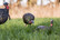AVIAN X LCD LAYDOWN HEN DECOY