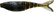 GARY YAMAMOTO 4" KICKIN' ZAKO PADDLE TAIL SWIMBAIT BLUE CRAW 5 PACK