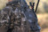 PNUMA OUTDOORS HIGHPOINT TREESTAND PACK CAZA OV