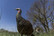 AVIAN-X LCD JAKE QUARTER-STRUT JAKE TURKEY DECOY