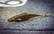 6TH SENSE FISHING FLUSH 5.2 SOFT JERKBAIT