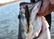 6TH SENSE FISHING FLUSH 5.2 SOFT JERKBAIT
