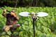 MOJO OUTDOORS VOODOO DOVE DECOYS