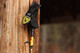TRUFIRE SPARK  2.0 YOUTH ARCHERY RELASE