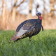 AVIAN-X LCD JAKE QUARTER-STRUT JAKE TURKEY DECOY
