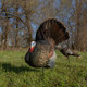AVIAN-X LCD STRUTTER TURKEY DECOY