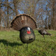 AVIAN-X LCD STRUTTER TURKEY DECOY