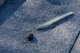 6TH SENSE FISHING JUGULAR HYBRID HOOK