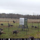 ASF STAND & FILL BROADCAST FEEDER
