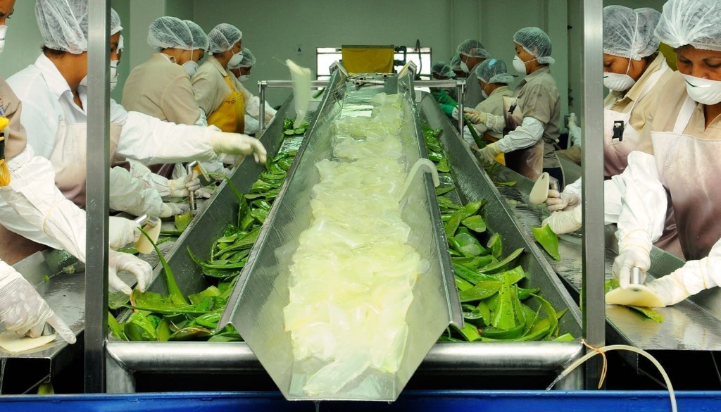 Aloe processing in Costa Rica