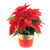 Poinsettia Plant