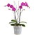 Lovely Living Orchid