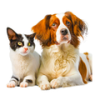 Tachyon For Your Pets