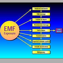 emf-exposure-tachyon.jpg