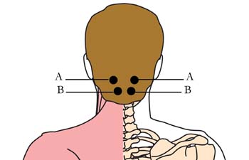 os-bra-brain-celebral-cell-points1.jpg