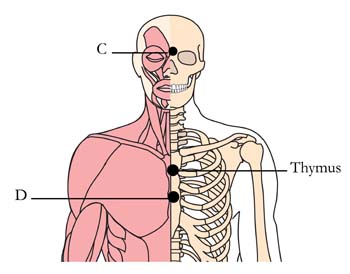 os-bra-brain-celebral-cell-points2.jpg