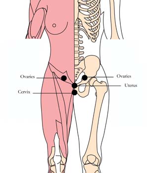 os-ova-ovaries-tlc-points.jpg
