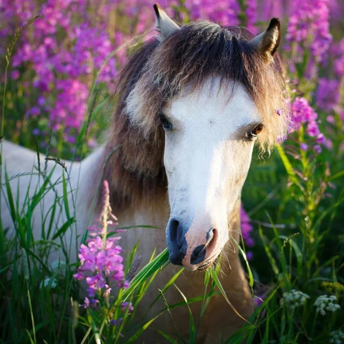 Pony Princess Puzzle