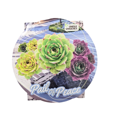 Pail Of Peace~Succulents