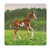 Frisky Foal 36-Piece Puzzle