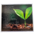 Grow CD